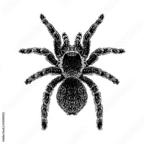 Red Knee Tarantula hand drawing vector illustration isolated on background.