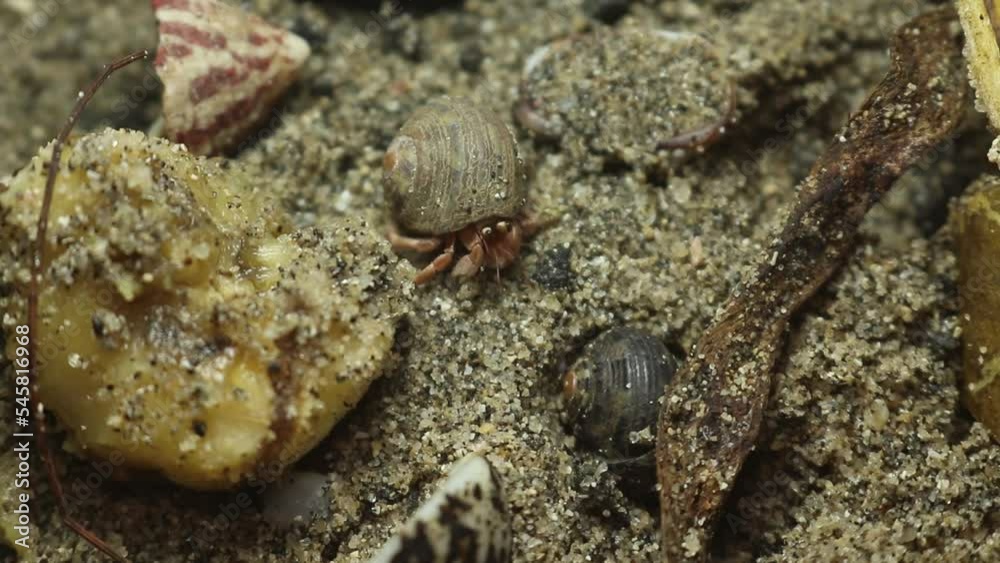 hermit crab,beach crab, Paguroidea, Clibanarius fonticola are omnivorous scavengers, eating microscopic mussels and clams, bits of dead animals, and macroalgae.
hermit crab,beach crab, Paguroidea, Clibanarius fonticola are omnivorous scavengers, eating microscopic mussels and clams, bits of dead animals, and macroalgae.