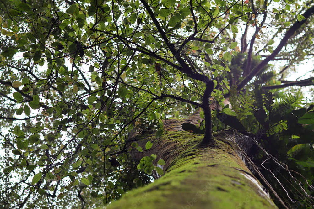 Obraz premium Green leaves and natural tree branches thrive in the peaceful forest landscape