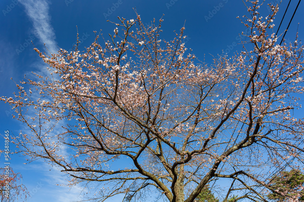 Sunny view of cherry blossom in Minamitsuru District Sunny view of cherry blossom in Minamitsuru District