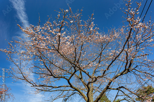 Sunny view of cherry blossom in Minamitsuru District photo