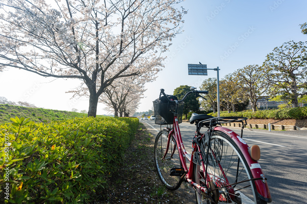 Sunny view of the cherry blossom along the Sakuragawa River