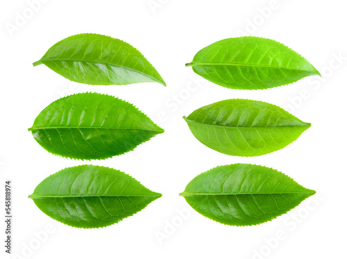 Fototapeta Green tea leaf isolated on transparent png