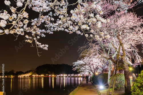 Night view of the cherry blossom in Senba Lake photo