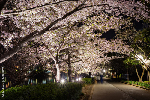 Night view of the cherry blossom in Senba Lake photo