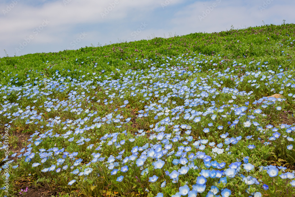 Beautiful baby blue eyes blossom over the Miharashi Hill
