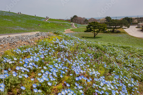 Beautiful baby blue eyes blossom over the Miharashi Hill photo