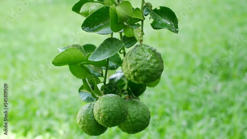 fresh citrus lime or kaffir lime fruit on the branch