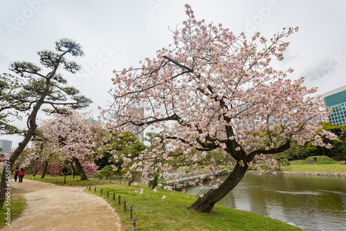 Photography Beautiful cityscape saw from Hamarikyu Gardens