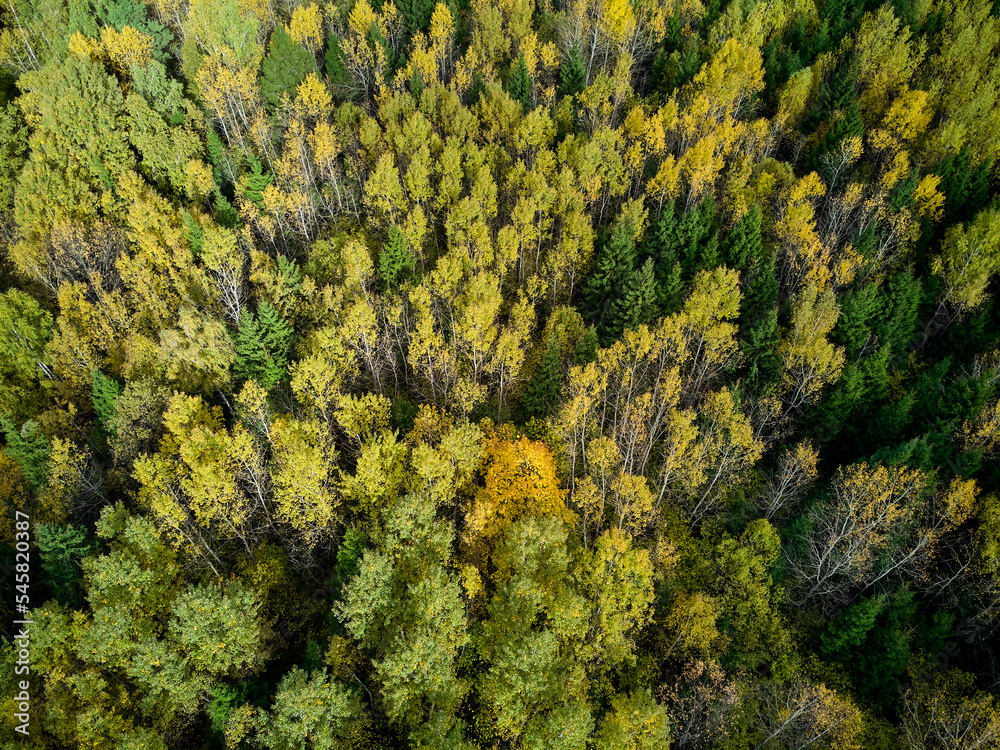 Yellow green trees in the autumn forest from the air, aerial photography