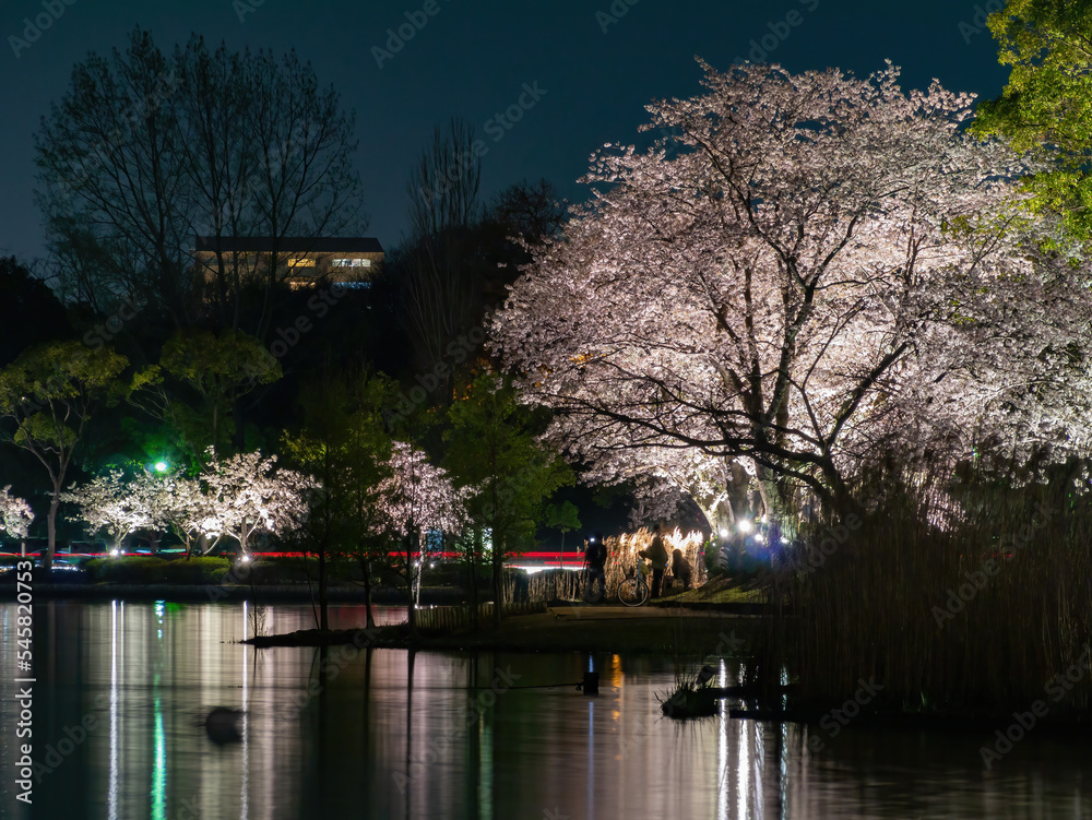 Night view of the cherry blossom in Senba Lake Night view of the cherry blossom in Senba Lake