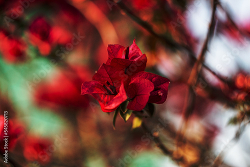 red triangle flower, Bougainvillea