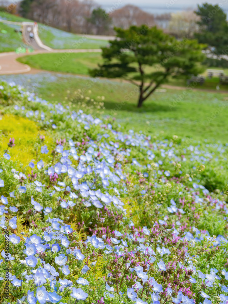 Beautiful baby blue eyes blossom over the Miharashi Hill Beautiful baby blue eyes blossom over the Miharashi Hill