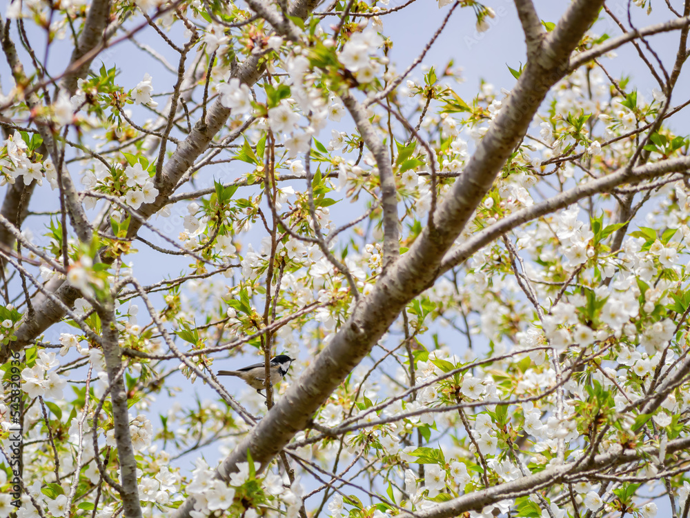 Close up shot of Cherry blossom and a Periparus bird Close up shot of Cherry blossom and a Periparus bird
