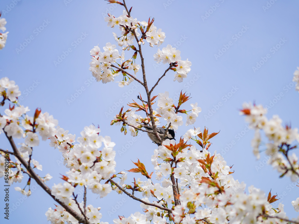 Close up shot of Cherry blossom