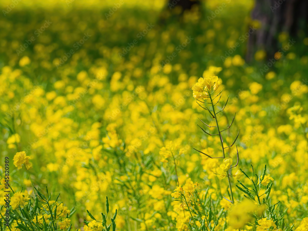 Beautiful Rapeseed blossom in the seaside park Beautiful Rapeseed blossom in the seaside park