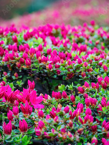 Overcast view of the landscape in Shinjuku Gyoen National Garden © Kit Leong