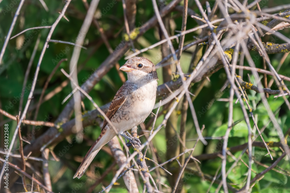 Juvenile Red-backed Shrike sitting on a tree branch. Juvenile Red-backed Shrike sitting on a tree branch.