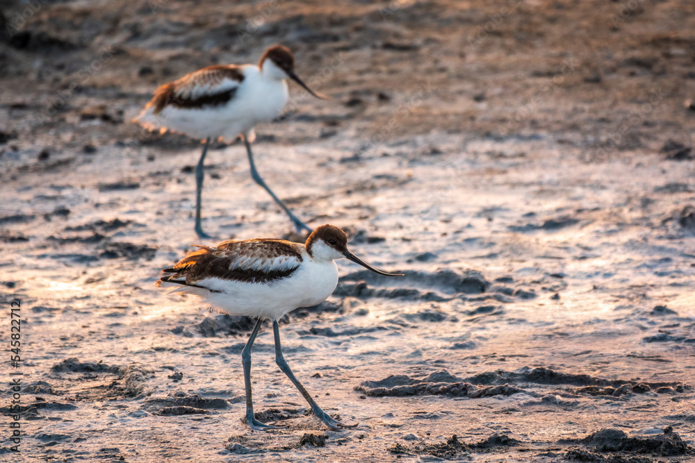 Two Water birds pied avocet, Recurvirostra avosetta, standing on salt lake shore in pink sunset light. The pied avocet is a large black and white wader with long, upturned beak Two Water birds pied avocet, Recurvirostra avosetta, standing on salt lake shore in pink sunset light. The pied avocet is a large black and white wader with long, upturned beak