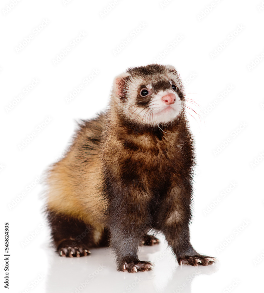 Ferret puppy sitting on a white background isolated Ferret puppy sitting on a white background isolated
