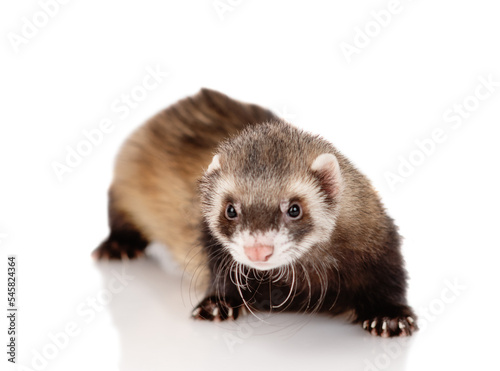 Portrait of a ferret puppy on a white background isolated