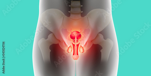 Male reproductive system, pelvic area on emerald green background. Specialized care in modern digital medicine. erectile dysfunction, priapism, Peyronie's disease, orchitis, varicocele, hydrocele. photo