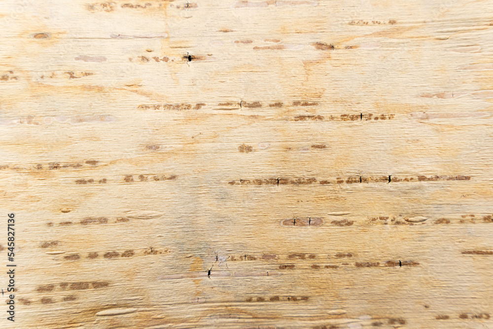 Fototapeta premium birch bark natural texture background