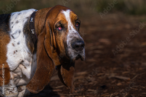 2022-11-13 HEAD SHOT OF A ADULT BASSETT HOUND WITH DROPPY EYES AND A BLURRED BACKGROUND WITH COPY SPACE