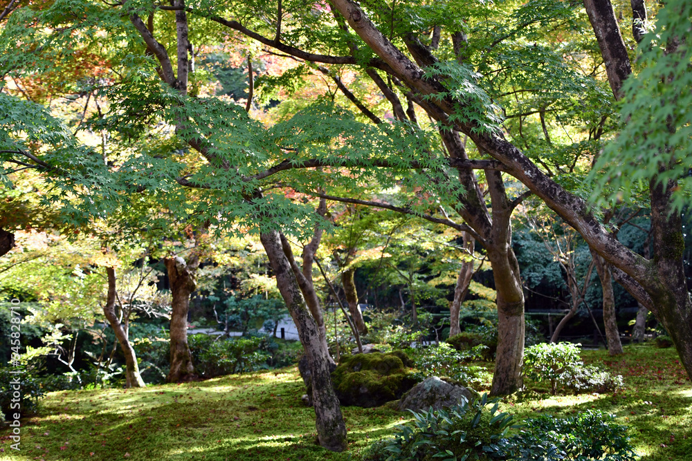 京都 圓光寺の十牛之庭 京都 圓光寺の十牛之庭