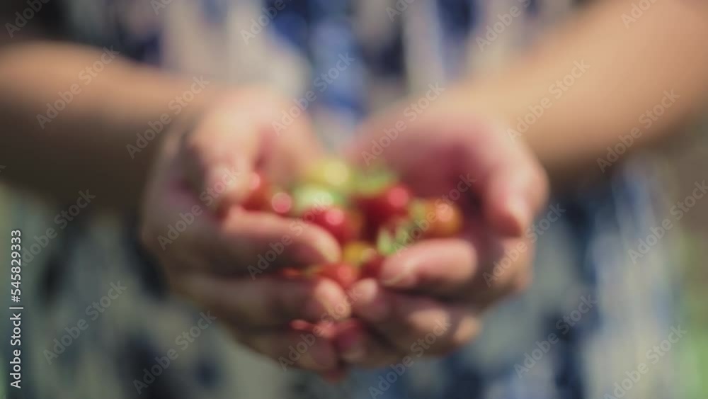 Woman holding freshly picked cherry tomatoes in her hands. Slow motion, close up, shallow depth of field. Woman holding freshly picked cherry tomatoes in her hands. Slow motion, close up, shallow depth of field.
