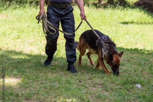 Shepherd is looking for a bomb, training with boxes in the forest.