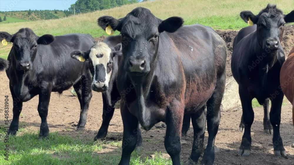 Multiple curious Angus cows on cattle farm. Multiple curious Angus cows on cattle farm.