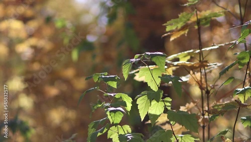 yellow and green leaves on trees in the autumn forest on a sunny day