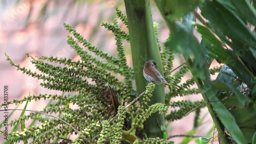 Bondol jawa, pipit bondol, piit bondol, emprit bondol, Lonchura leucogastroides, Javan Munia photo