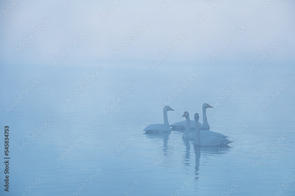 Fototapeta premium 霞んだ湖に白鳥が浮かぶ穏やかな風景。日本の北海道の屈斜路湖。