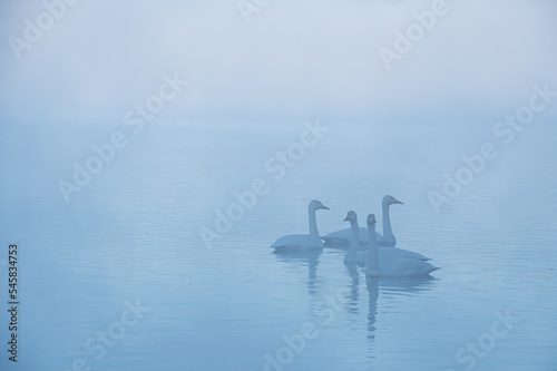 霞んだ湖に白鳥が浮かぶ穏やかな風景。日本の北海道の屈斜路湖。