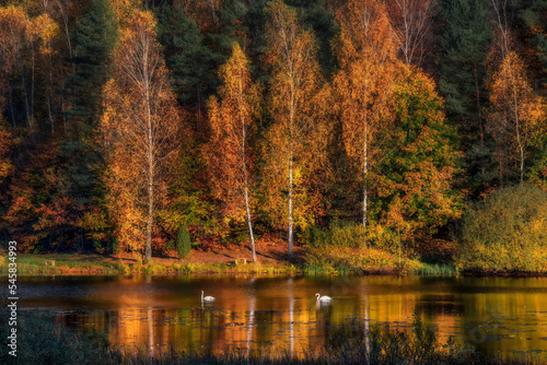 Fototapeta Naklejka Na Ścianę i Meble -  A small lake with two swans, autumn colors, near Brodnica, Poland