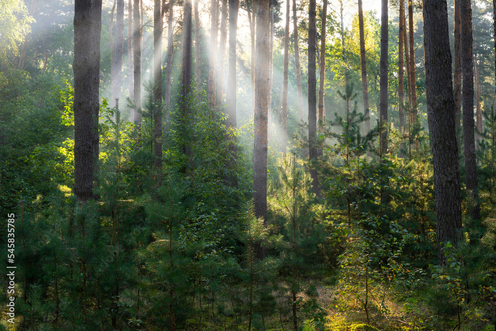 Fototapeta premium Beautiful sunny morning in green forest