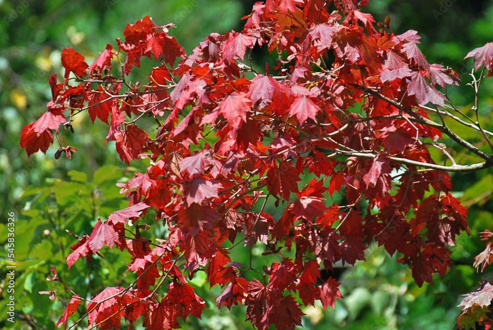 Autumn Leaves in nagano,Japan. Autumn Leaves in nagano,Japan.