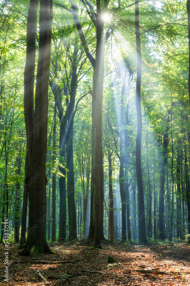 Fototapeta premium Beautiful sunny morning in green forest
