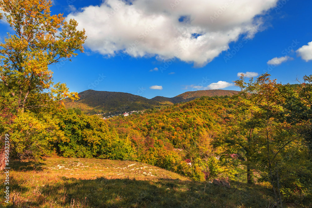 Autumn landscape. In the autumn forest. Trees covered with yellow foliage in a deciduous forest on a sunny day. Beautiful bright forest under a blue cloudy sky in the mountains.