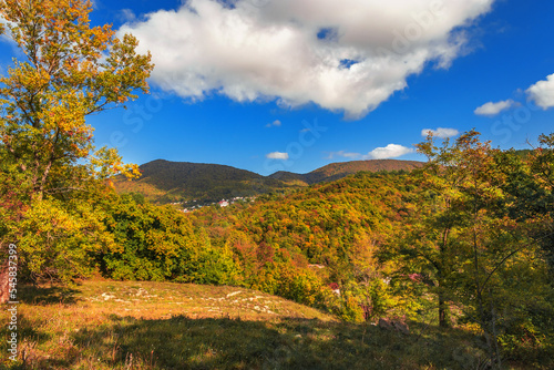 Autumn landscape. In the autumn forest. Trees covered with yellow foliage in a deciduous forest on a sunny day. Beautiful bright forest under a blue cloudy sky in the mountains.