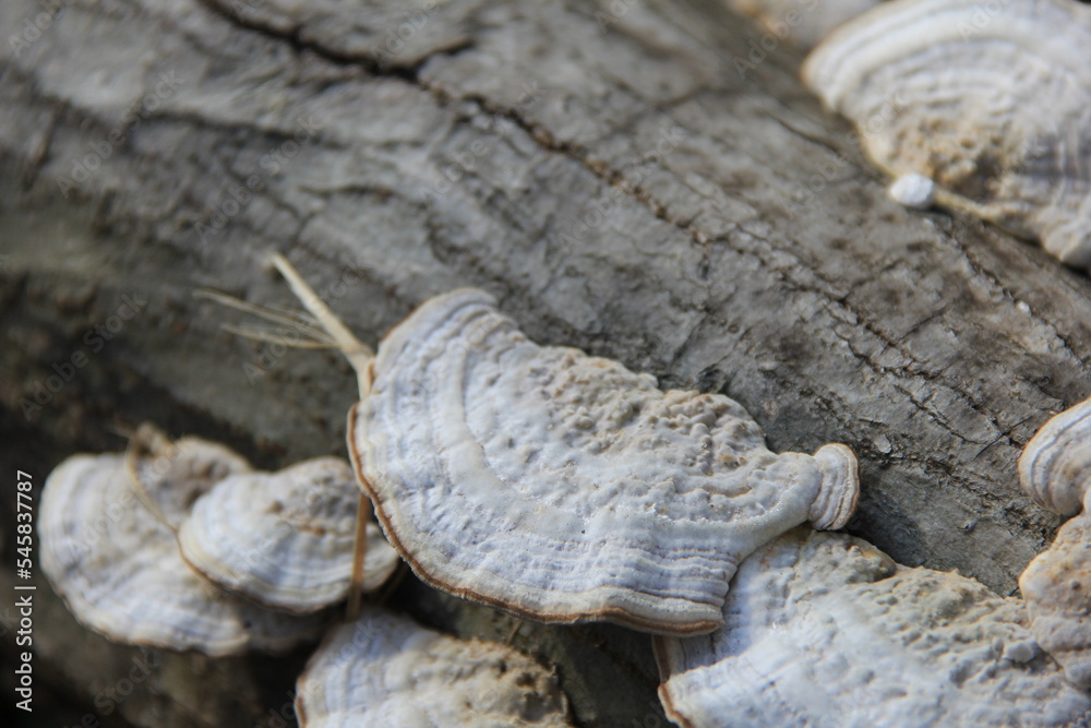 Fototapeta premium 木の幹に生えた、たくさんの白いキノコ