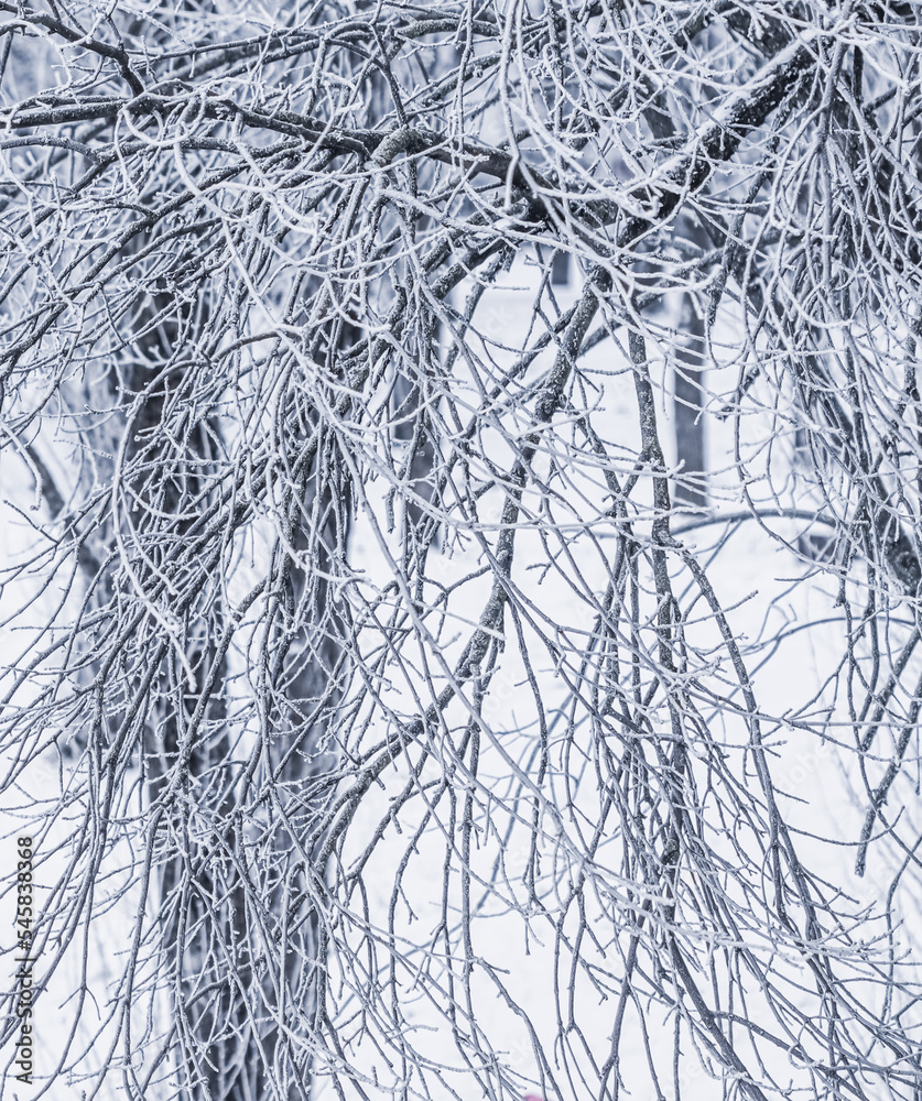 Background of tree branches covered with frost. Landscape of nature with white snow. Winter holiday concept Background of tree branches covered with frost. Landscape of nature with white snow. Winter holiday concept