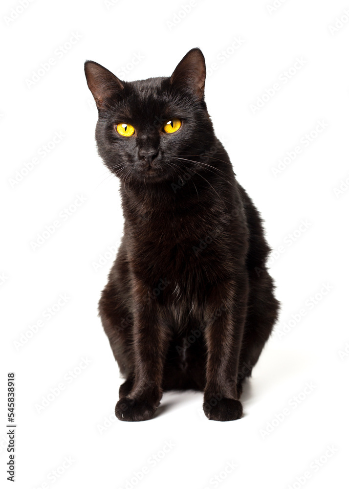 Black cat with yellow eyes on a white background. The cat is sitting and looking at the camera.