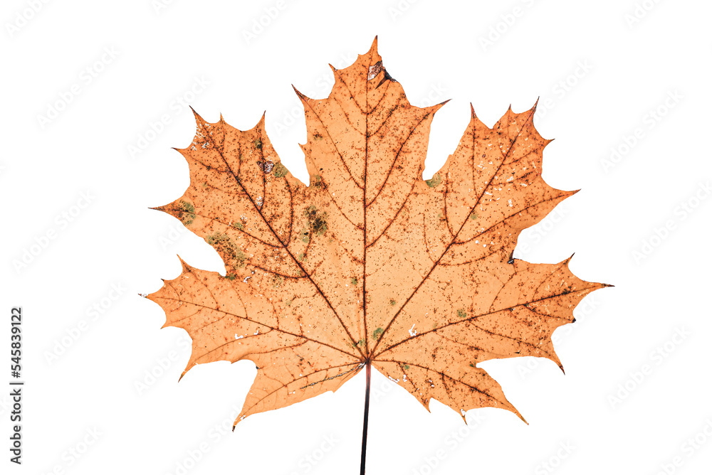 autumn maple leaf autumn maple leaf