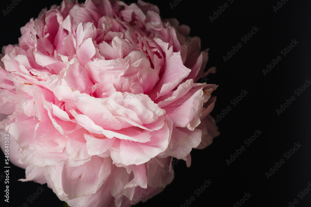 pink peony on the black background