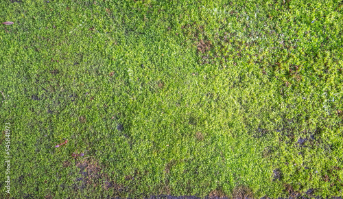 Green moss background texture
