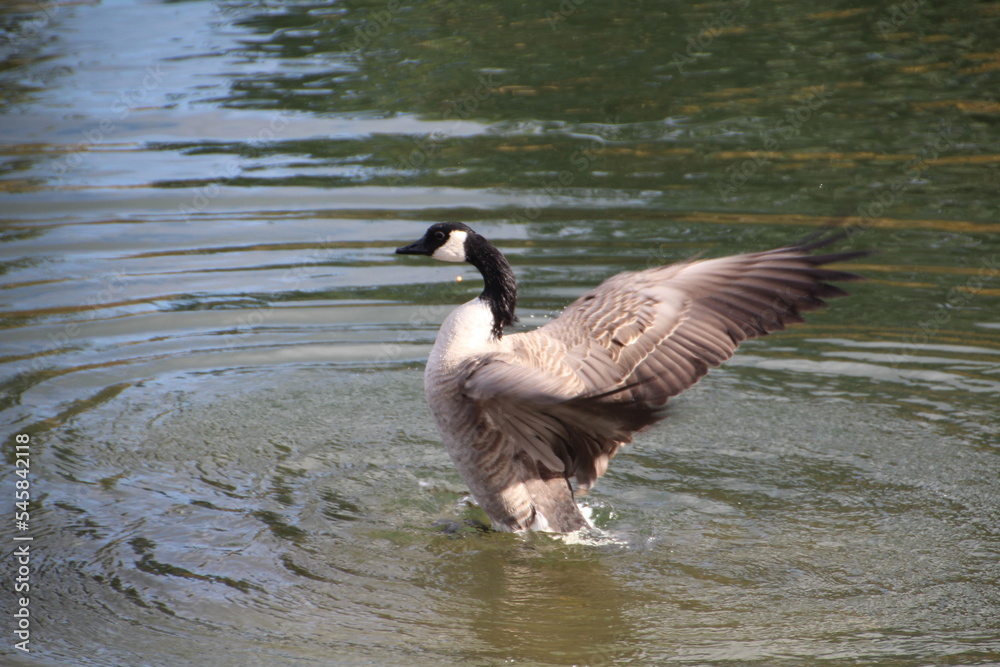 country goose swimming in water