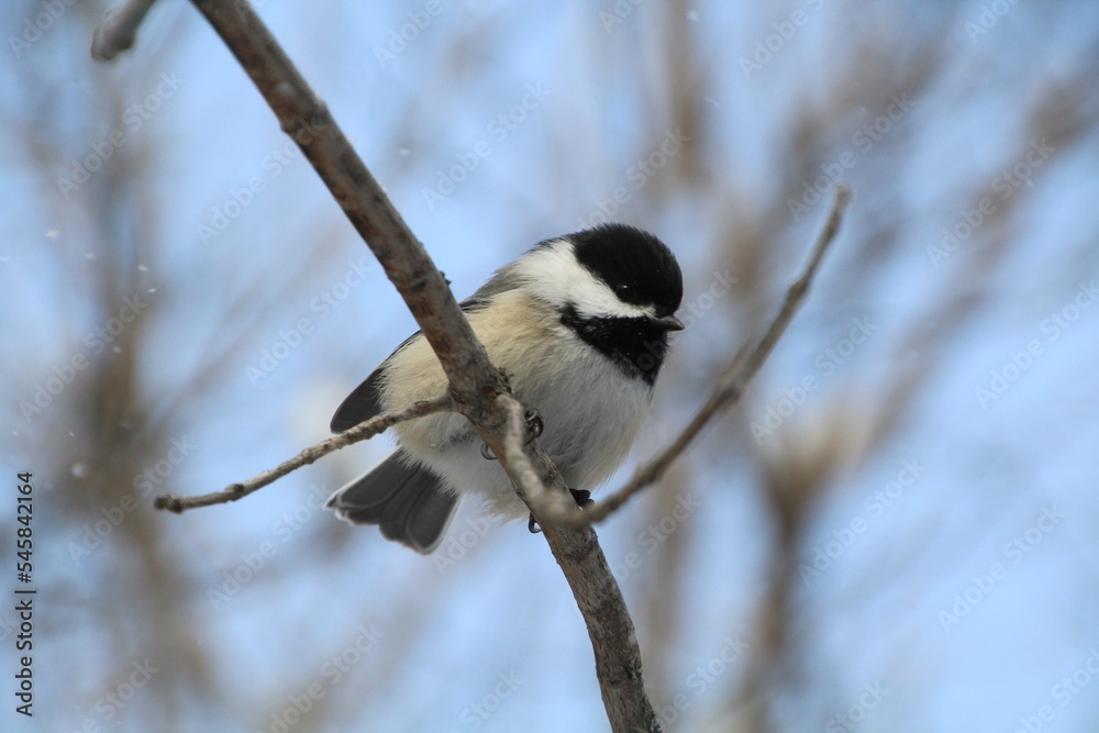 Obraz premium Bird On Branch